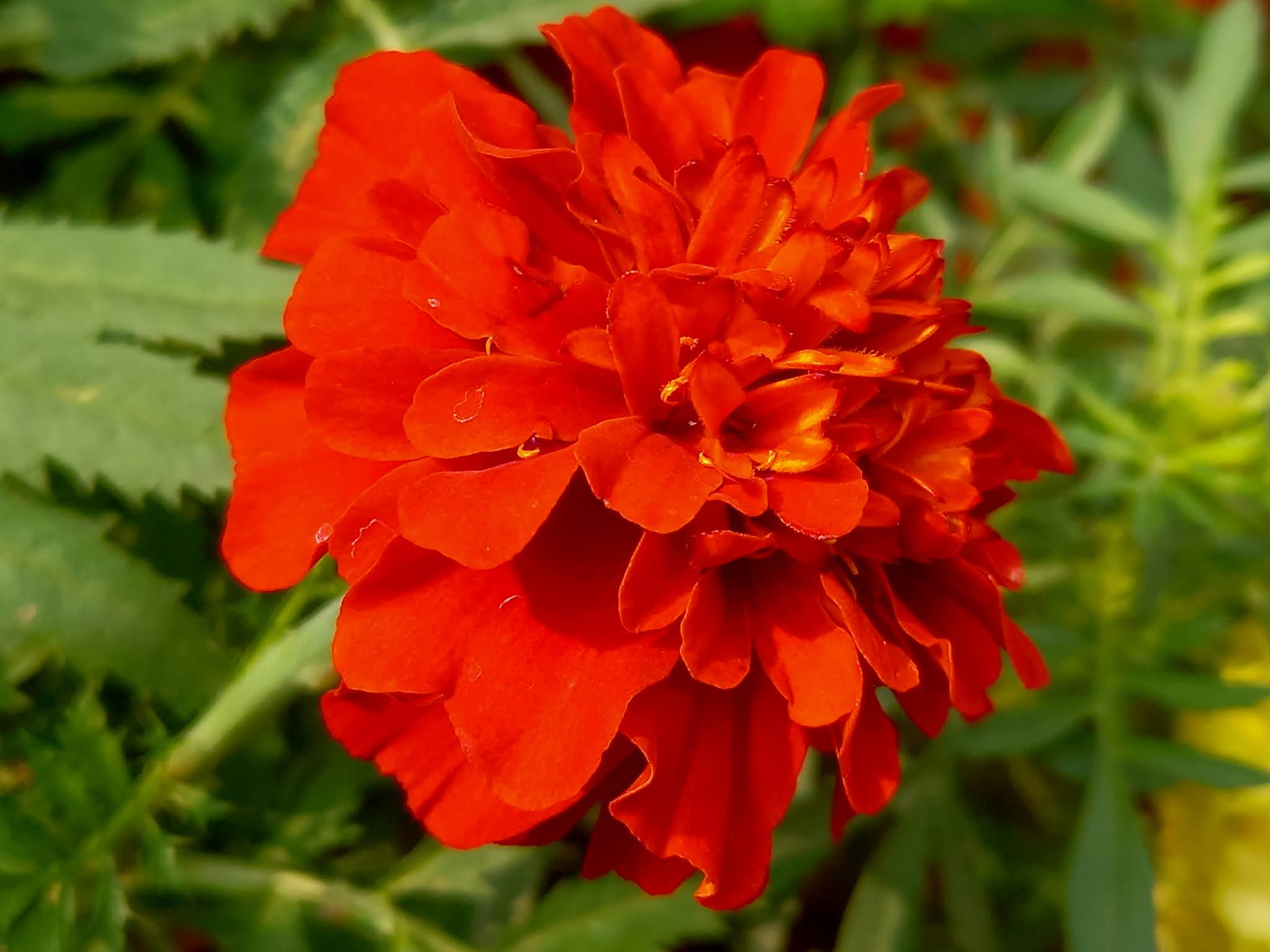 Red Marigold Flower Wallpapers