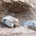 Fóssil de dinossauro é encontrado no interior de SP