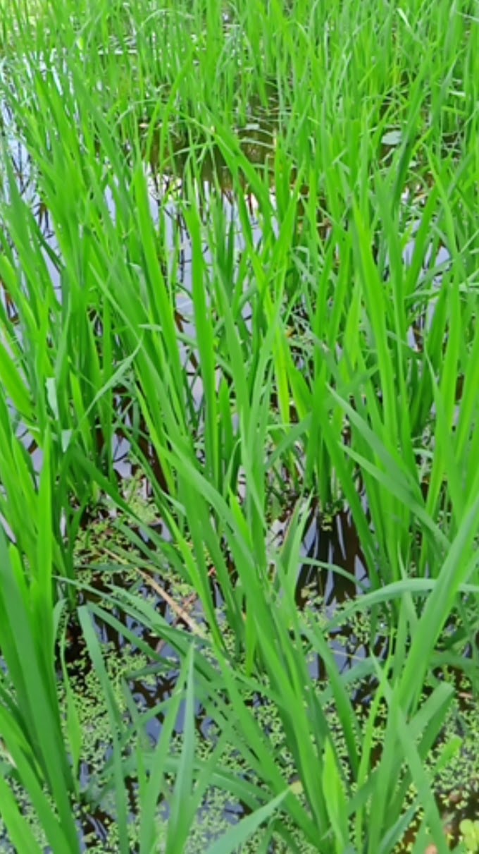 হাইব্রিড ধান চাষের খুটিনাটি-The basics of hybrid rice cultivation