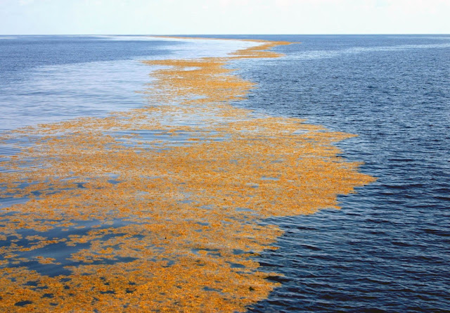 The coastless sea and the mystery of a series of derelict wrecks floating