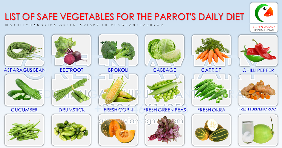 LIST OF SAFE VEGETABLES FOR THE PARROT'S DAILY DIET