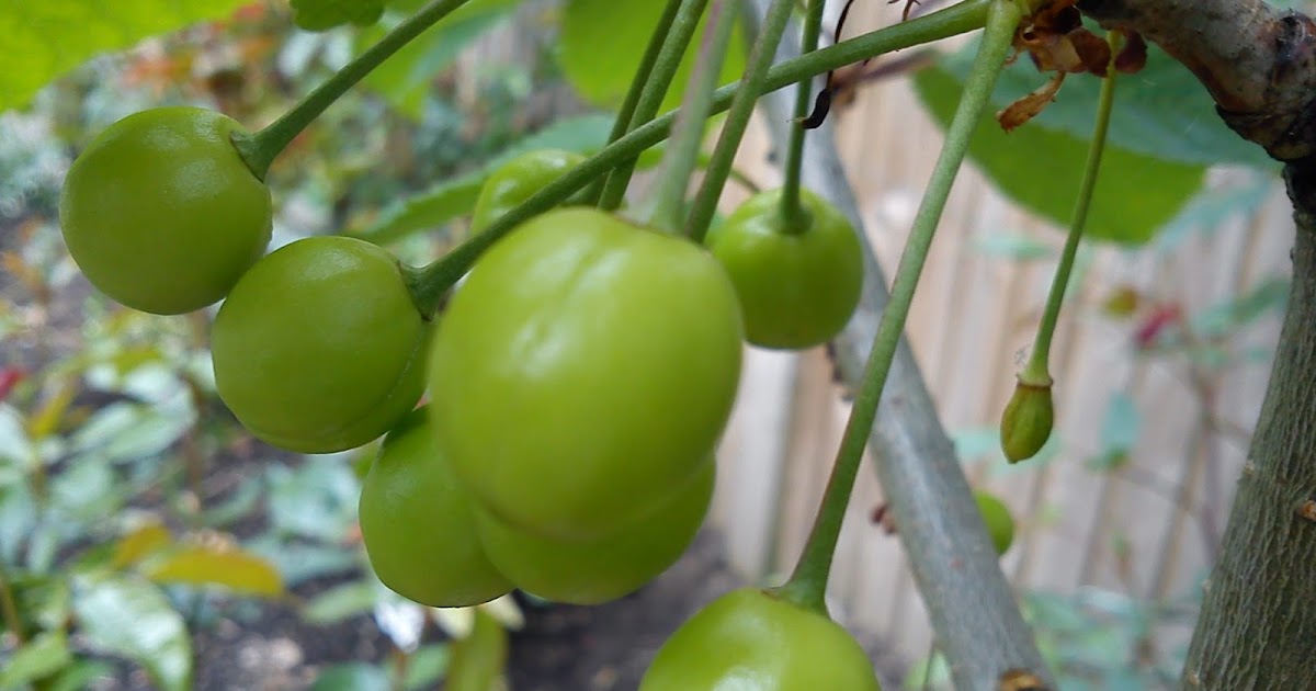 GARDENER'S WORD HOW TO PRUNE SWEET CHERRY TREES PRUNUS AVIUM STELLA