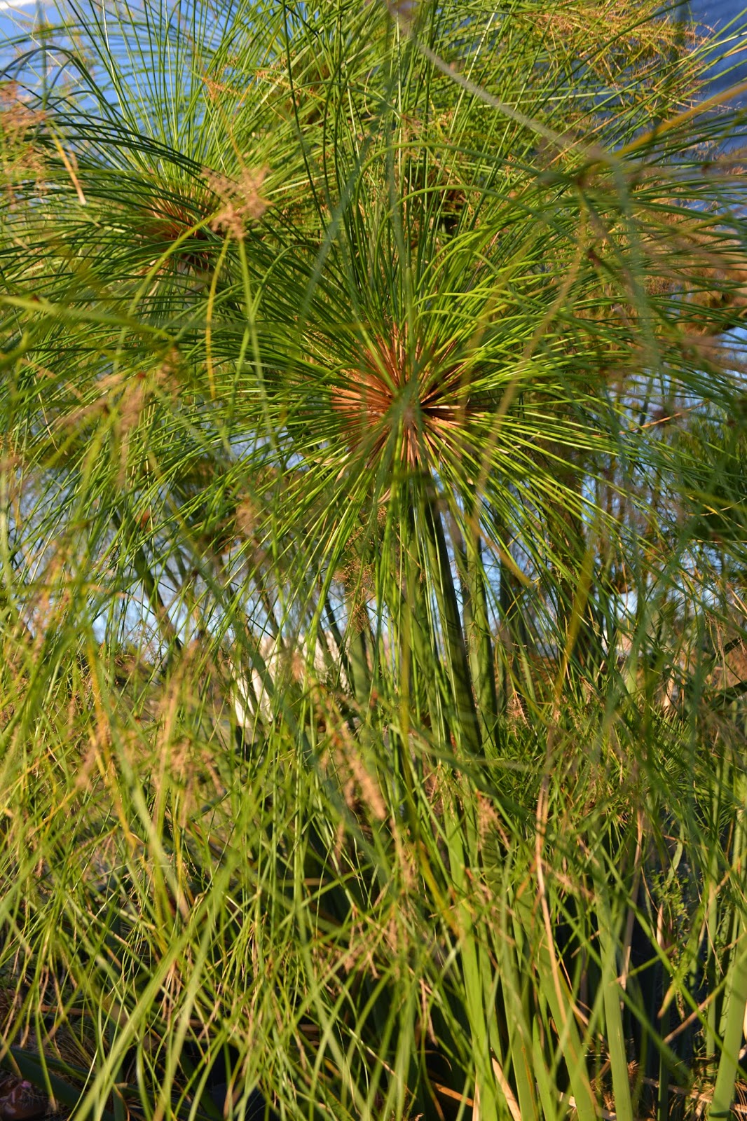 Papiros y Equisetum, cola de caballo.