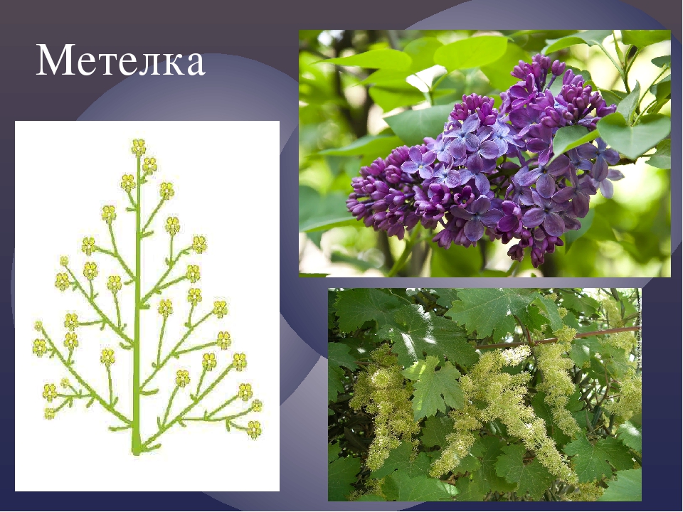 характеристика соцветия метелка. соцветие метелка описание. растения с соцветием метелка. схема сложного соцветия метёлка. соцветие метелка примеры.