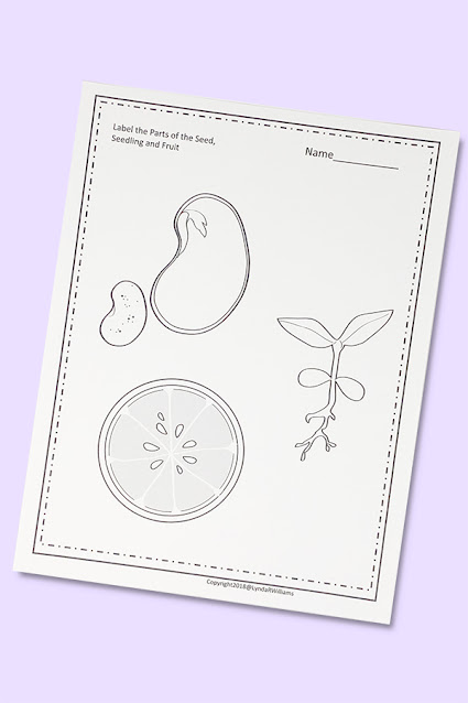 Structure and Function