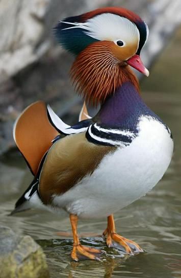 Mandarin Duck (Aix galericulata) | Our World’s 10 Beautiful and Colorful Birds