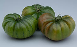 variedad de tomate tipo marmande