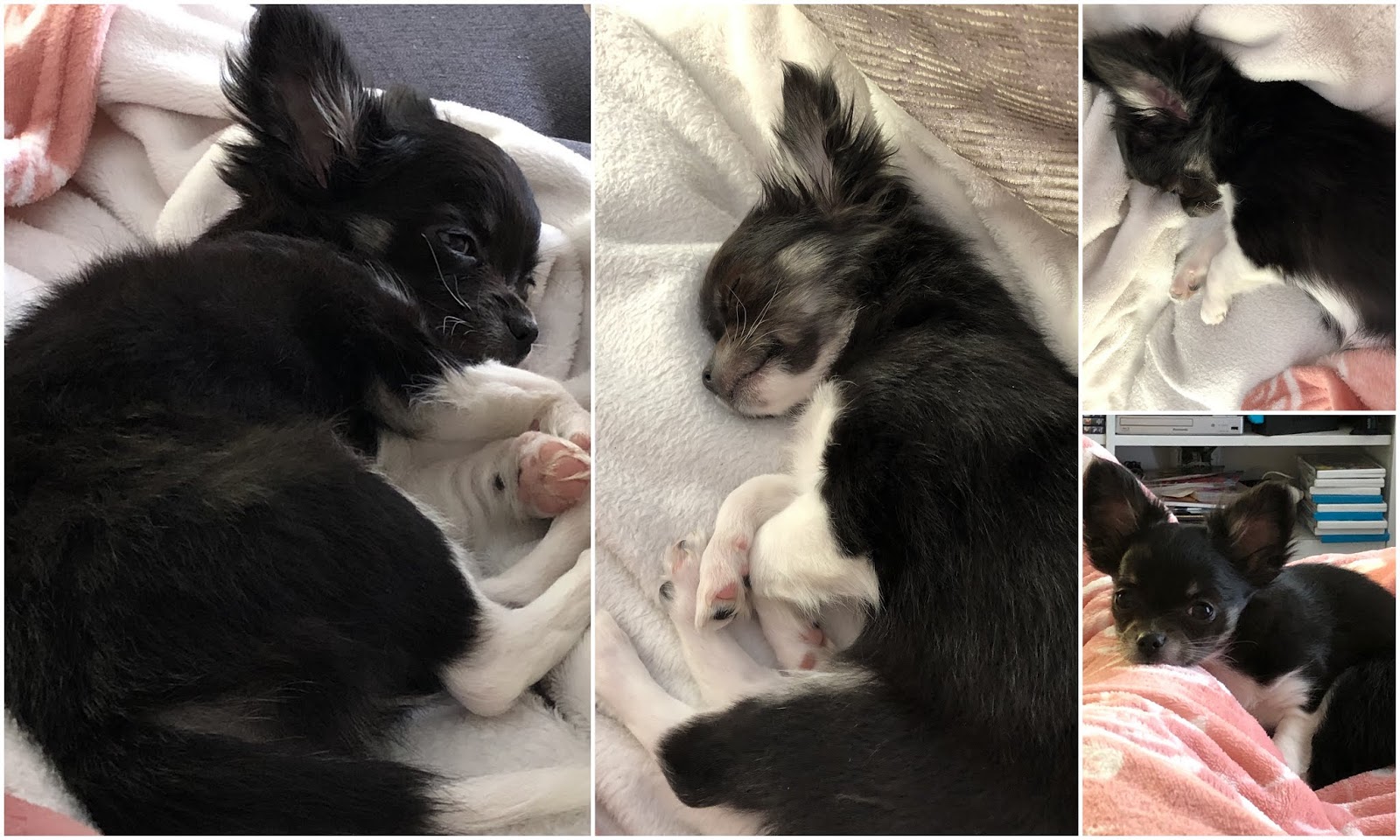 Laila Der Hund hat meine Hausaufgaben gefressen Tinaspinkfriday