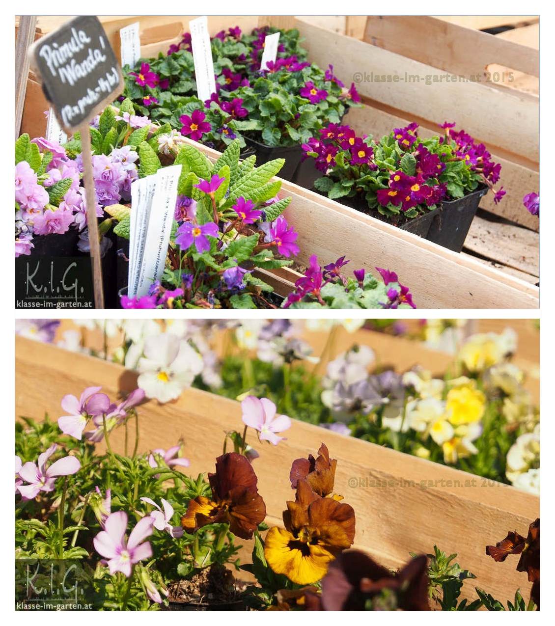 Klasse Im Garten Page 6 Chan 9849358 Rssing Com