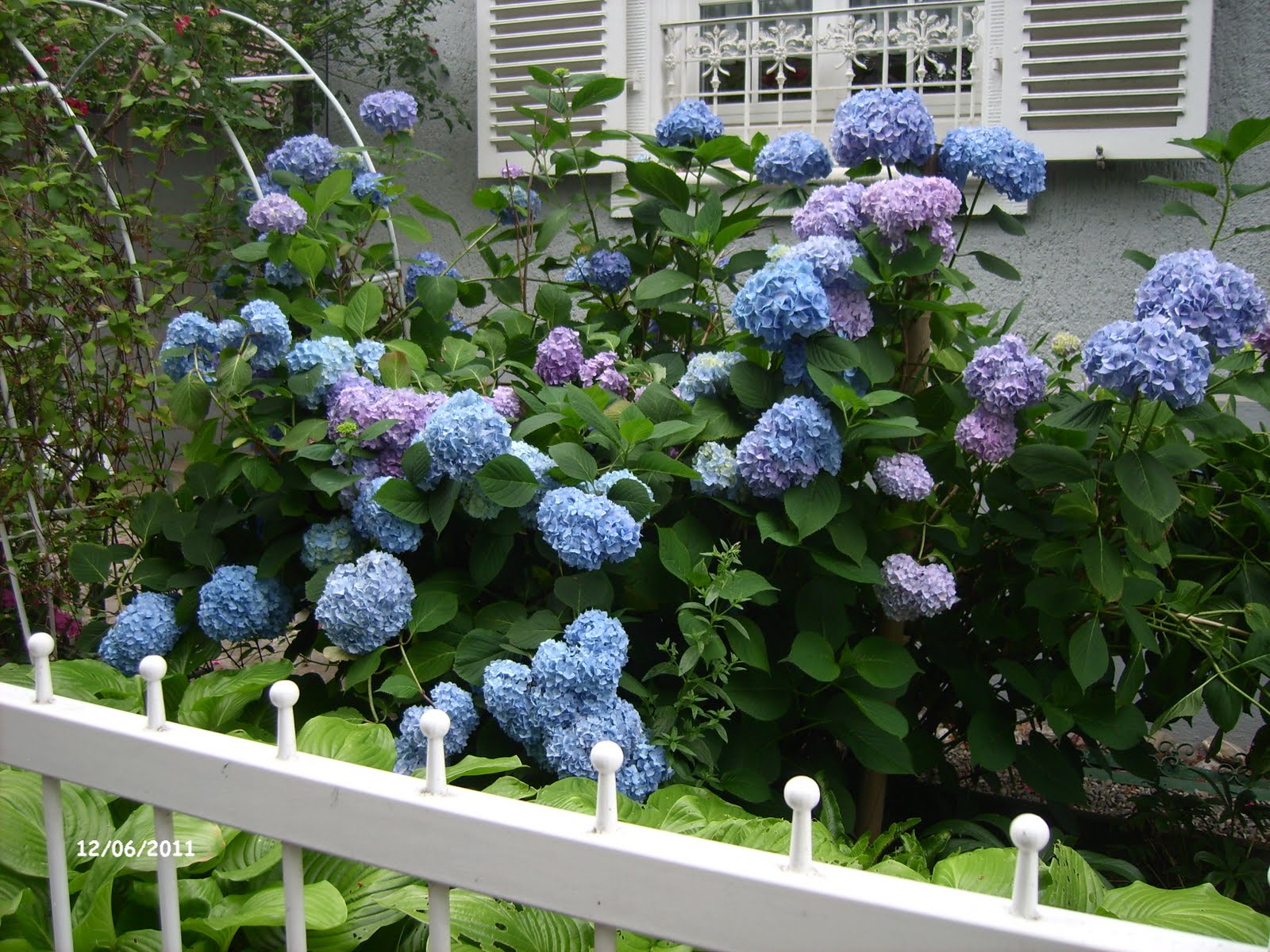 Rosenreslis Traum Juni 2011