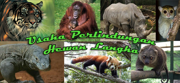 Lingkungan Hidup Melestarikan Hewan Langka Ways To Preserve