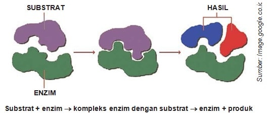 Metabolisme Sel Metabolisme Sel