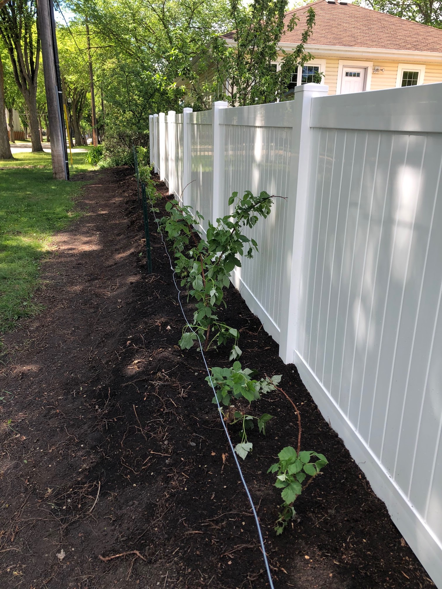 Gardening with Jess Fence, raspberries and potatoes