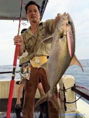 Almaco Amberjack