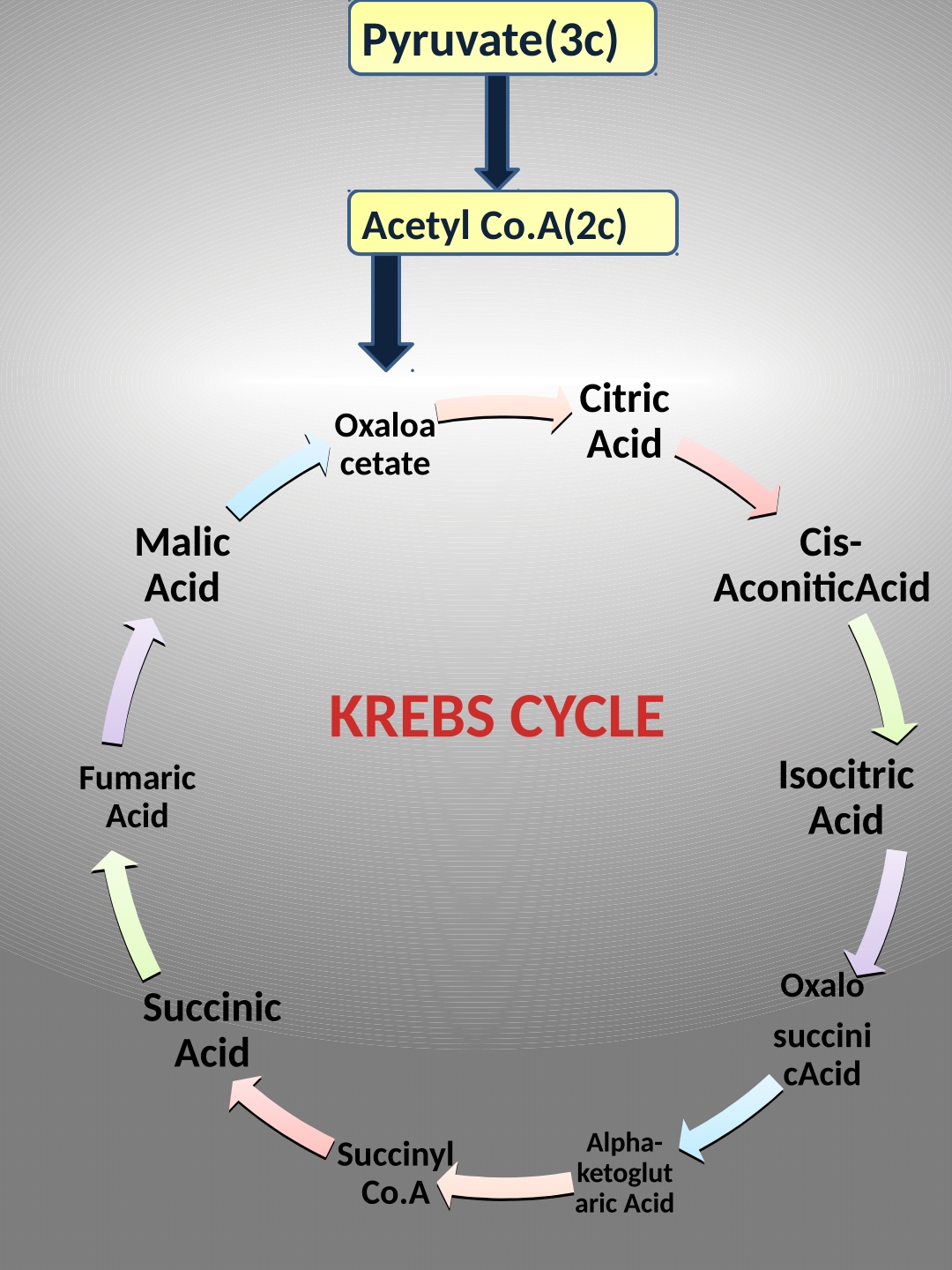 Human Body Metabolism Krebs Cycle