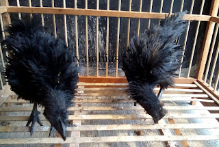 Galeri Foto Ayam Cemani Walik Terbaru 11 Foto Ayam Cemani Walik Terbaru Jual Ayam Hias Ayam Cemani Walik Usia 2,5 Bulan