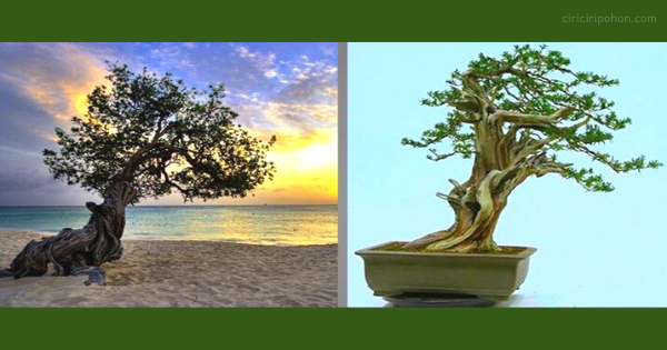 Menggali Inspirasi Bonsai dari Pohon Liar Hutan yang Menawan Menggali Inspirasi Bonsai dari Pohon Liar Hutan yang Menawan