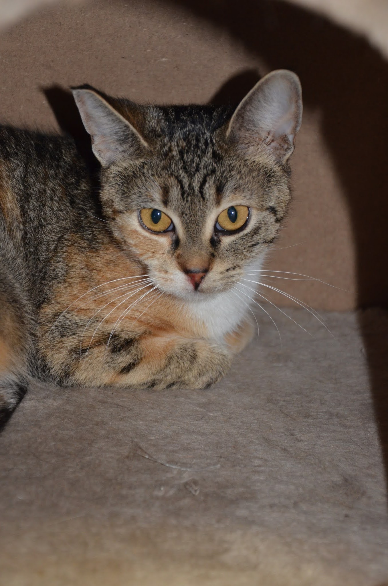 Hinton and District SPCA (serving Edson, Jasper, Hinton, Grande Cache