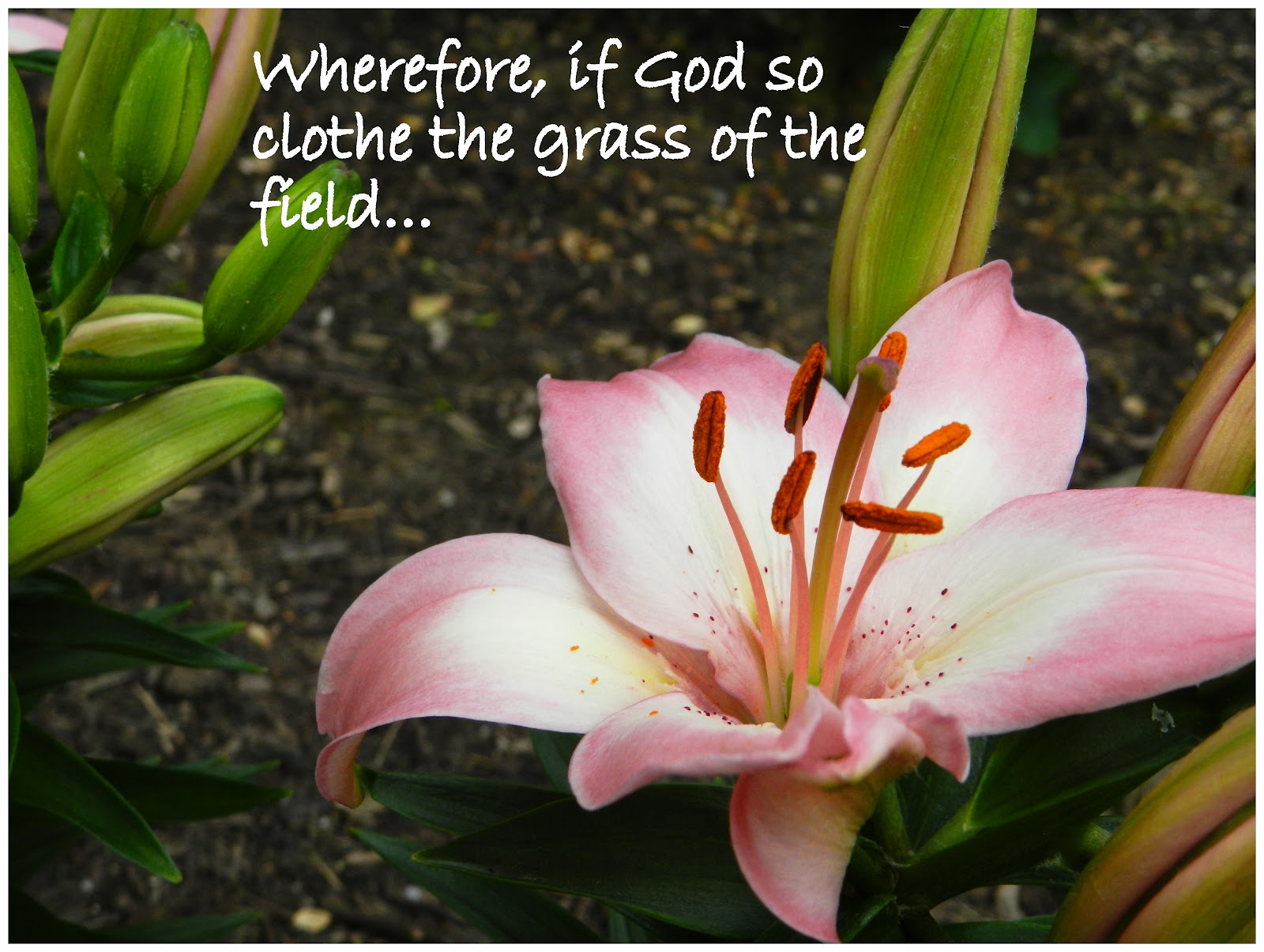 Living For Jesus Lilies of the Field