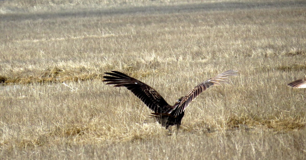 Seaview Docks and Patcong Creek Turkey Buzzard in Meadows 2nd Day of