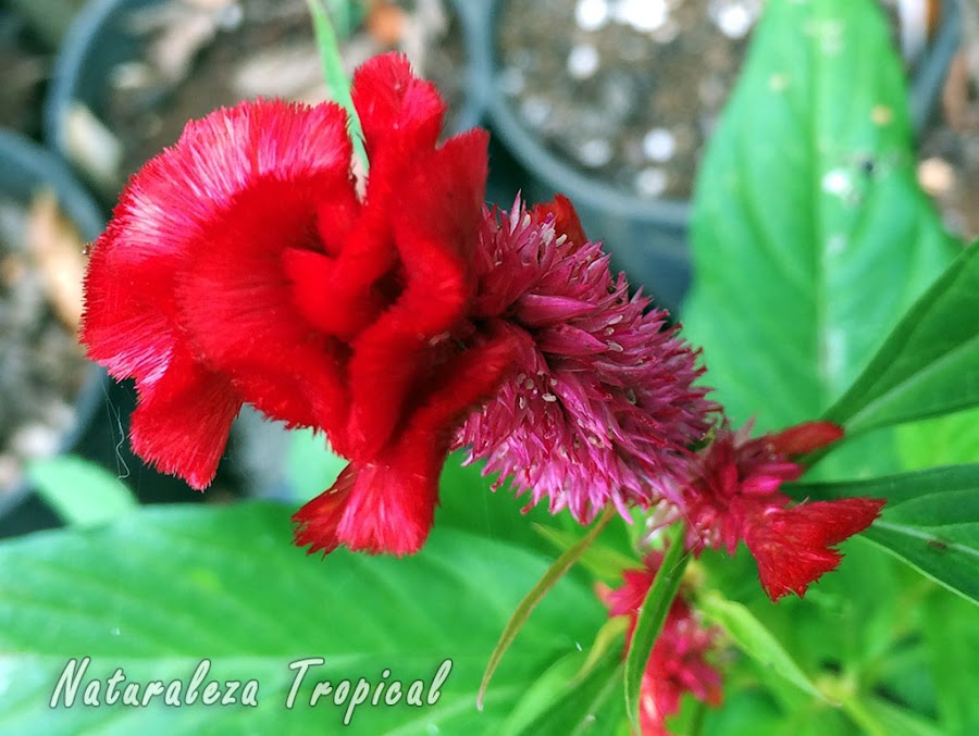 Cristación en la flor de una especie del género Celosia