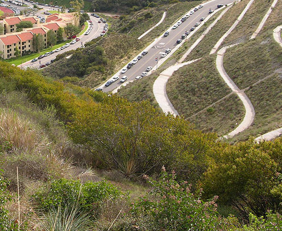 Commonly Used Grasses for Erosion Control