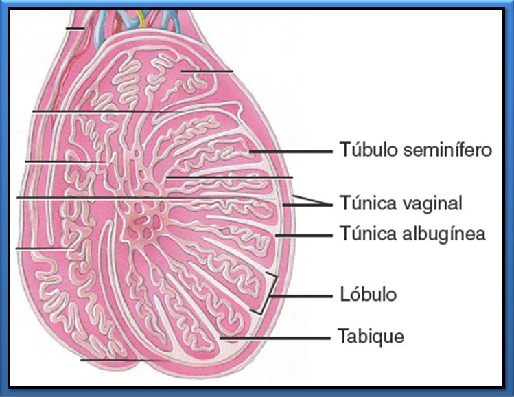 Testículos Biopsicosalud