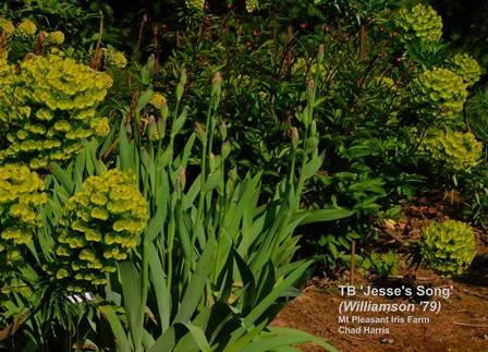 World of Irises: Beyond the Bloom