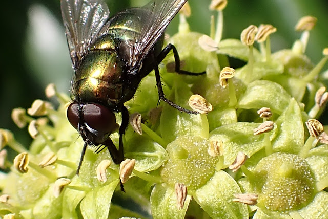 Green bottle