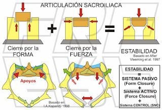 Estabilidad articulación sacroilíaca