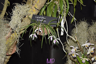 , Mostre primaverili: Horti di Veio e Monteporzio catone 2017, diarid'orchidee