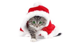 christmas cat wallpapers cute iphone hd merry cats backgrounds kittens xmas ipod kitten background desktop kitty holiday adorable noel animated