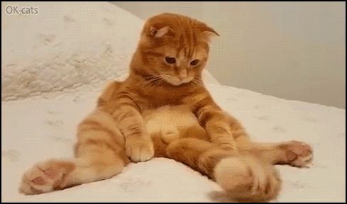 Funny cat GIF • The day my cat discovered he had a tail! 'Such a wonderful thing' Funny cat GIF • The day my cat discovered he had a tail! 'Such a wonderful thing'