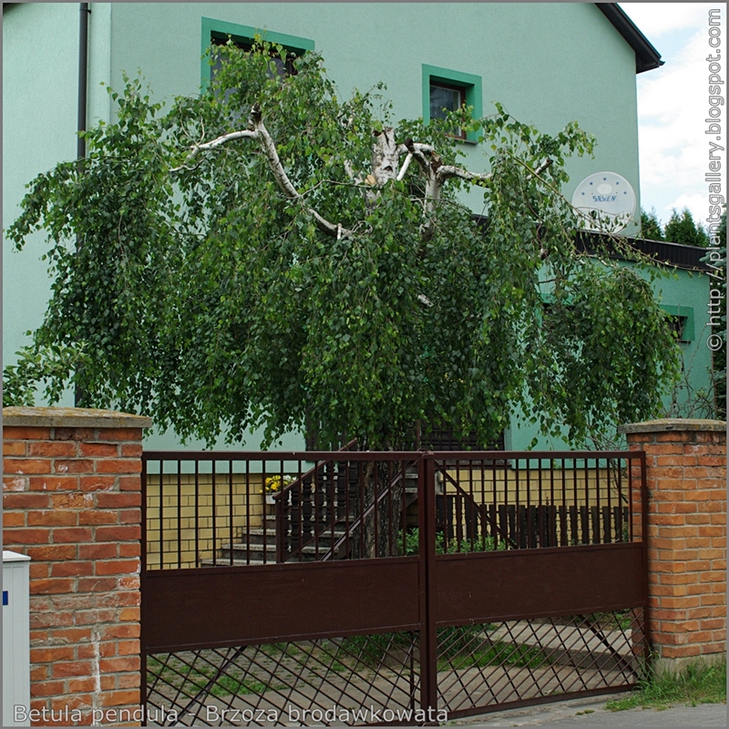 Betula pendula shaped - Brzoza brodawkowata formowana