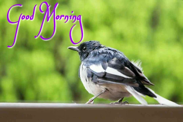 sparrow good morning bird image