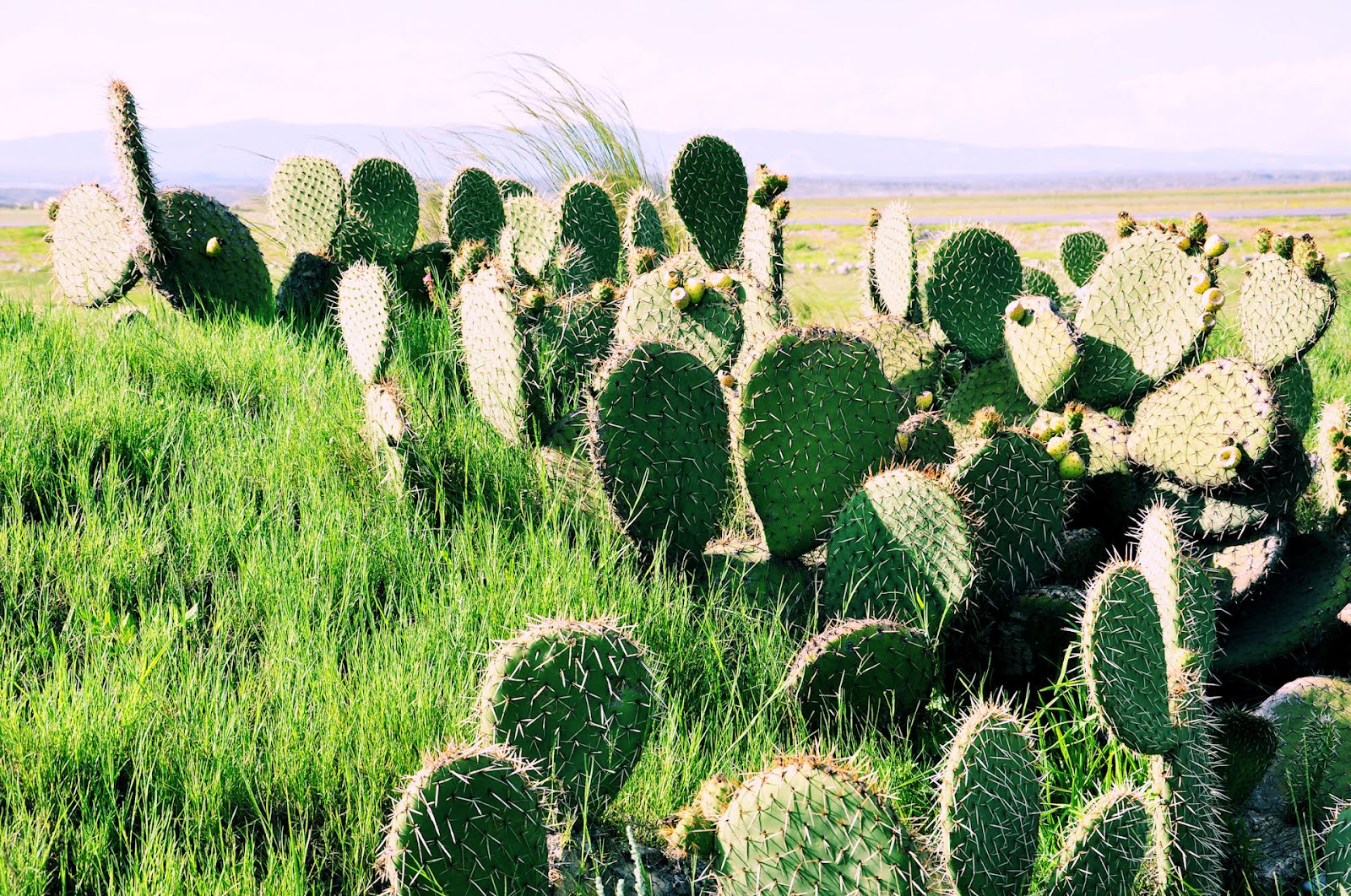 плантации кактус опунция. опунция госселина opuntia gosseliniana. кактус опунция в австралии и огневка. опунция в австралии нашествие. опунция в австралии.