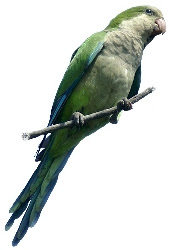 Papagaio Caturrita (Myiopsitta monachus) 