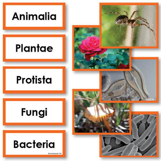 Botany Classification of Living Organisms (UPSC,TNPSC,TRB Imporatant Notes) Magme Guru