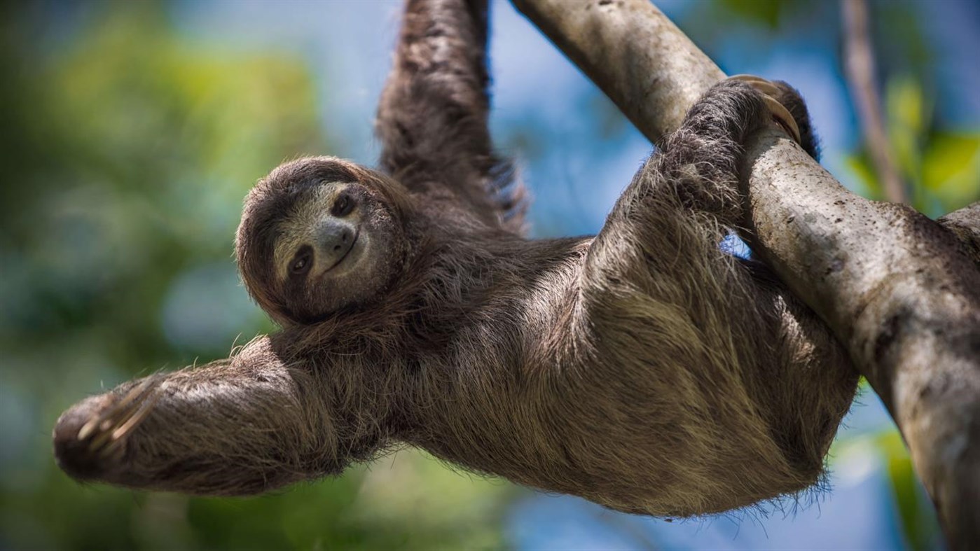 Download Sloths PREMIUM, Tema per Windows 10