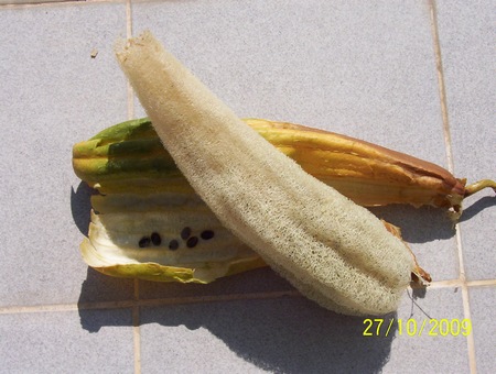 fermente mutfagim