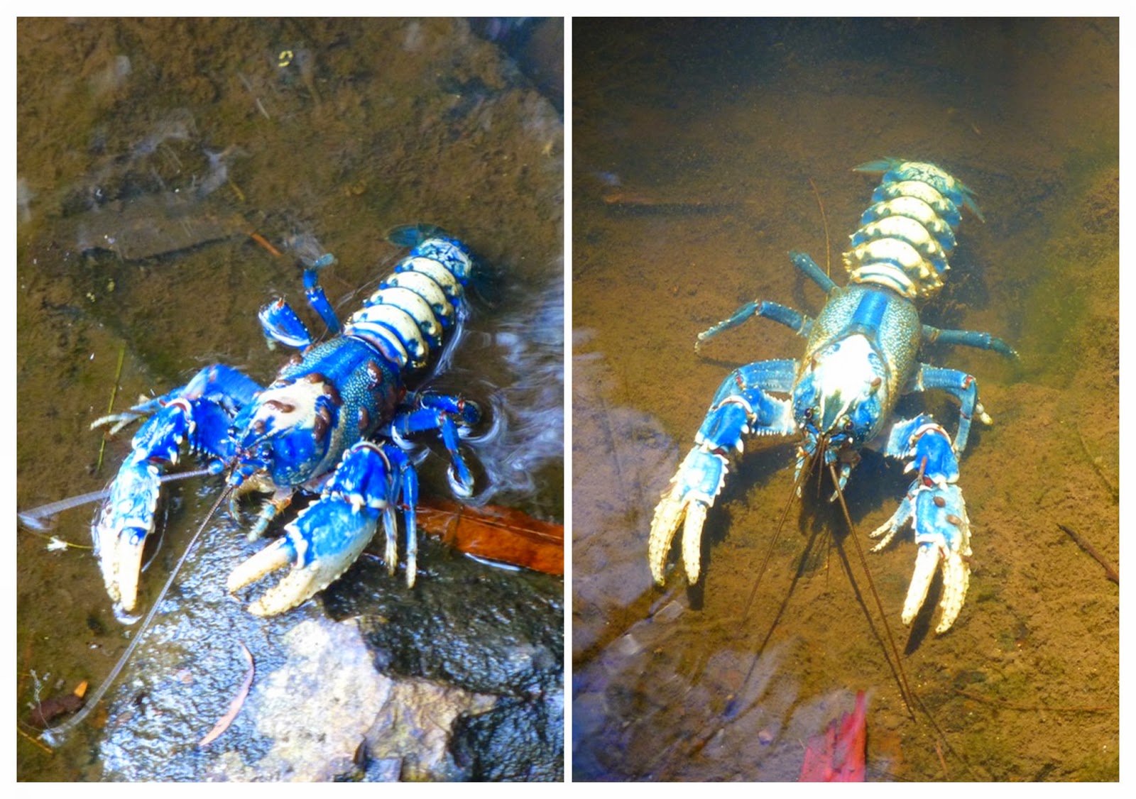 National Park Odyssey Springbrook National Park, QLD. Part 2 Twin Falls.
