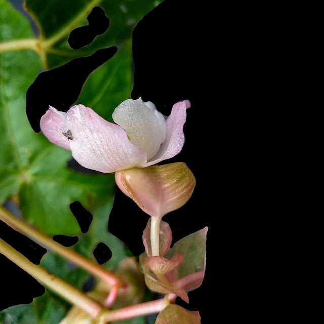 Begonia langbianensis Baker f.,