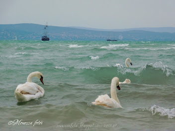 Balaton