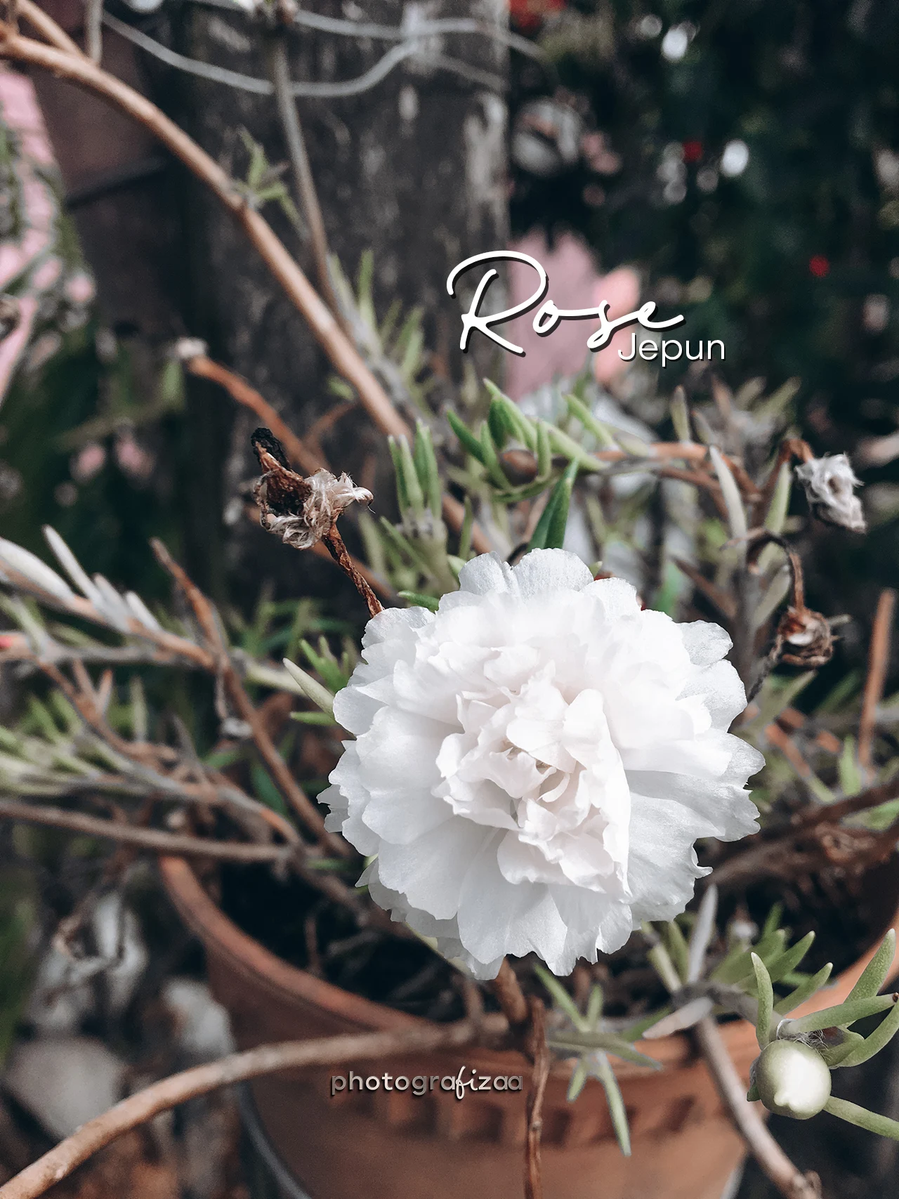Rose Jepun Putih