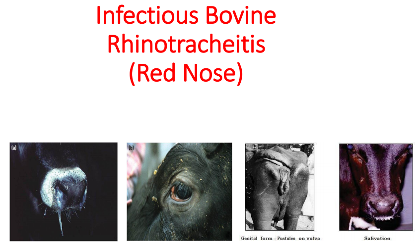 Infectious Bovine Rhinotracheitis