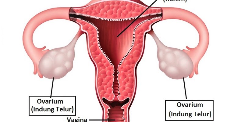 Peristiwa pelepasan sel telur dari ovarium disebut ….