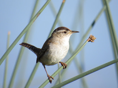 Sacramento National Wildlife Refuge California birding hotspot