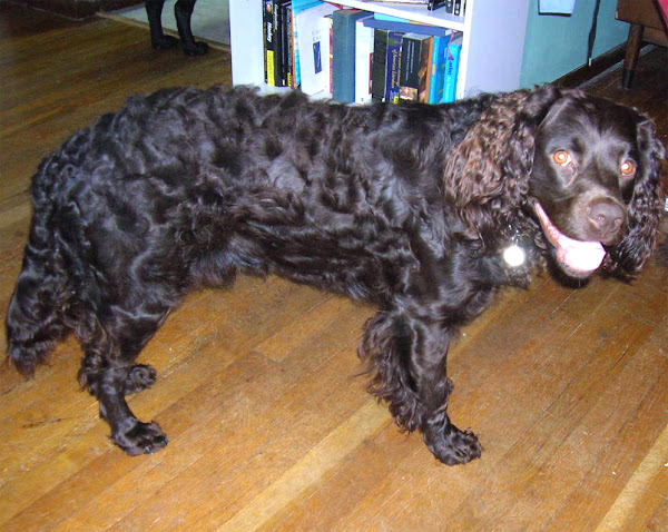 american water spaniel, american water spaniel dog, american water spaniel dogs, about american water spaniel dog, american water spaniel dog appearance, american water spaniel dog breed facts, american water spaniel dog behavior, american water spaniel dog color, american water spaniel dog characteristics, american water spaniel dog temperament, american water spaniel dog uses, american water spaniel dog lifespan, american water spaniel dog as pets