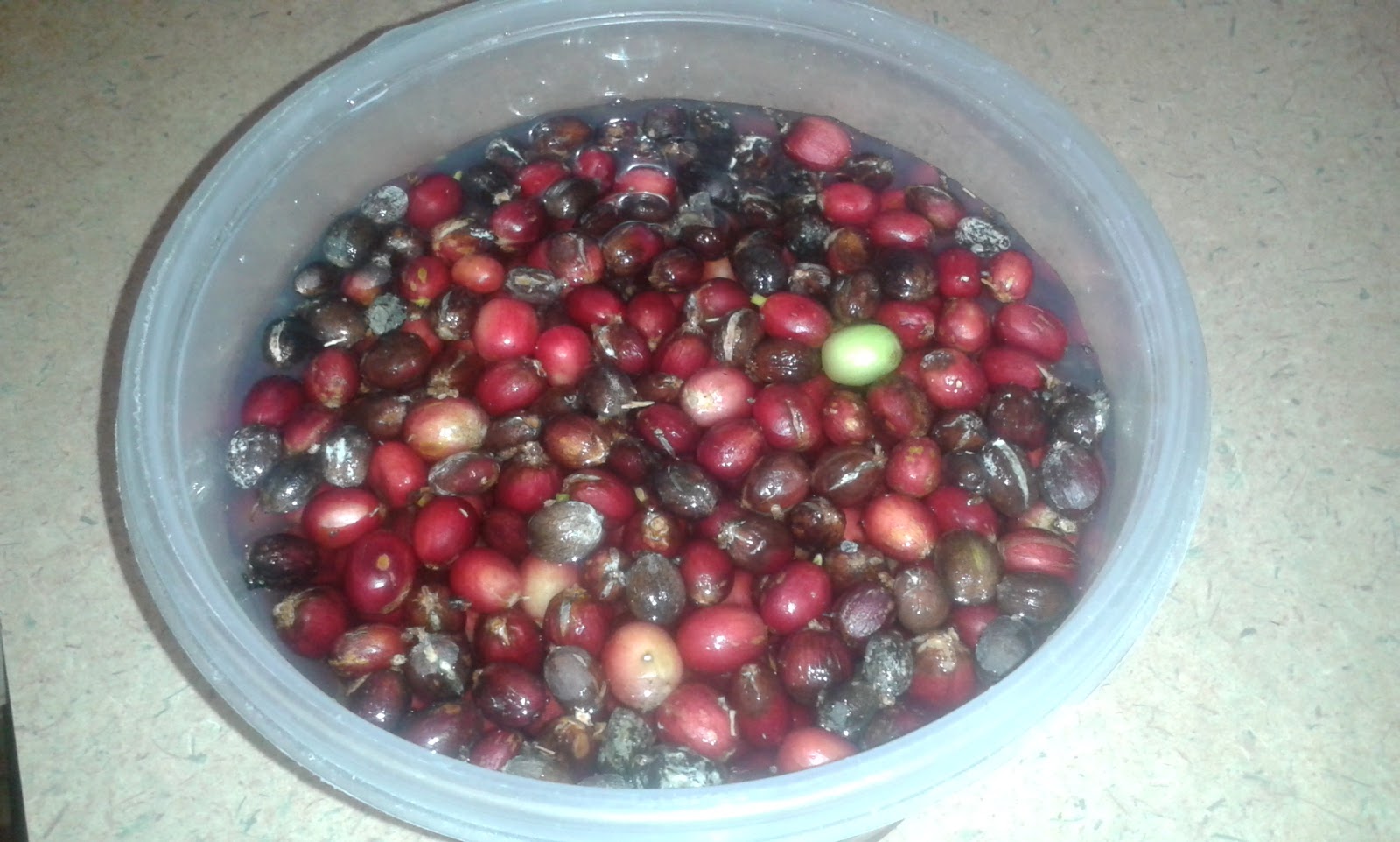 Growing Food in Florida Growing Coffee in Florida