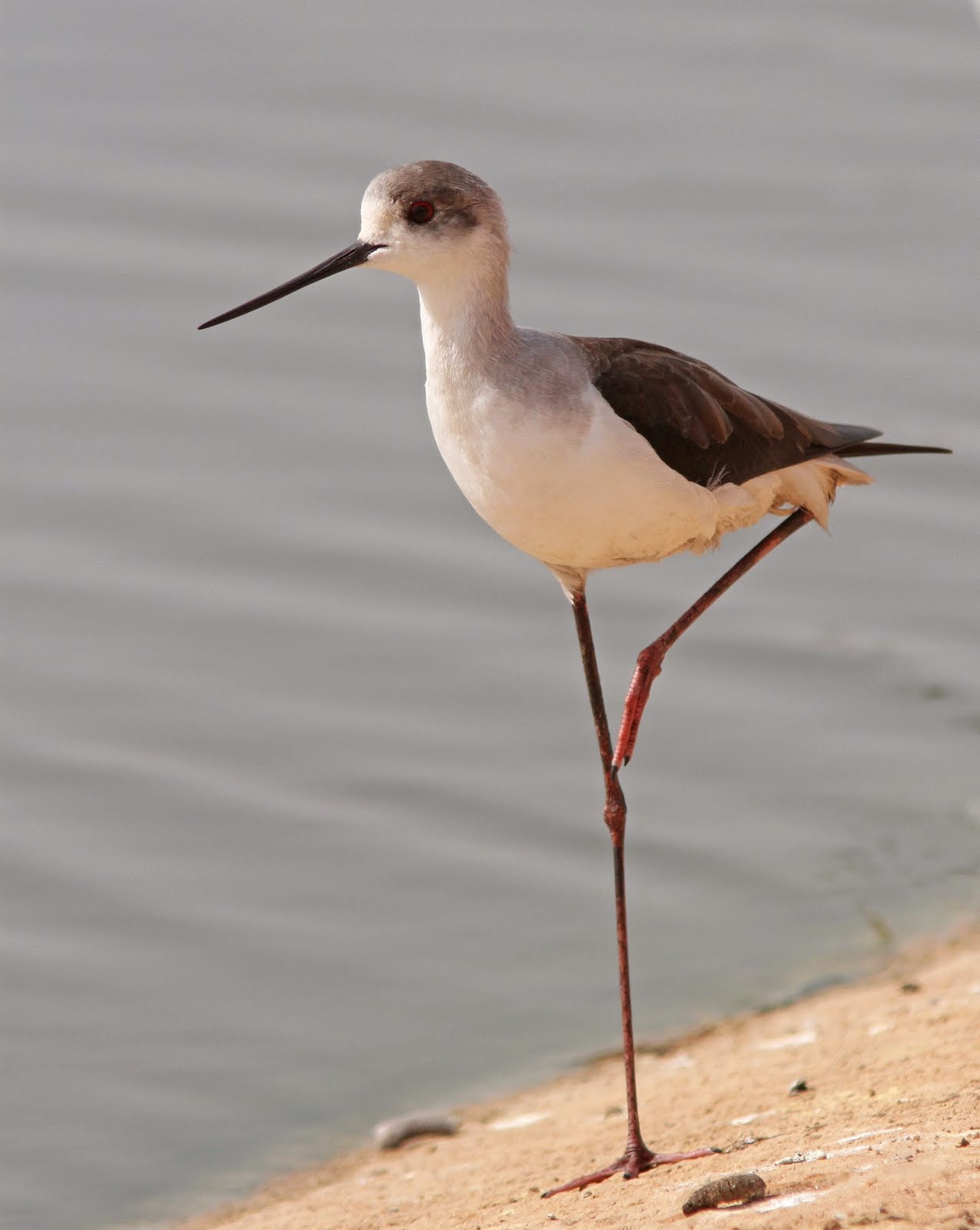 Black-winged Stilt